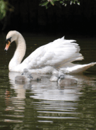 swan_sanctuary_large