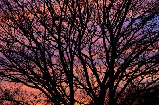 sunset tree